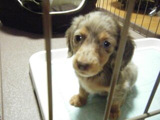 子犬 生後１ヶ月半 が鳴くのは放っておくべきですか 大晦日に Yahoo 知恵袋