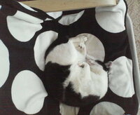 保護色好きな猫？ 偶然なんですが、猫が、自分の柄と似たような毛布で寝ていて、うっかり座ろうとしちゃう事があります(汗)
皆様のニャンさん、こんな事ありますか？