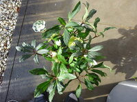 冬季のクリスマスローズの手入れ方法を教えてください 去年の秋にクリスマ Yahoo 知恵袋