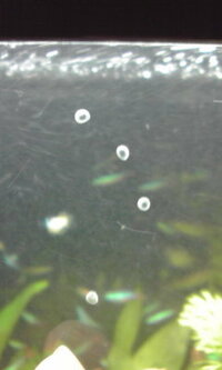 これは何の卵なのでしょうか 熱帯魚水槽のガラス面上部に産み付けられ Yahoo 知恵袋