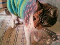 犬にマキロンとかの人間用の消毒液を使っても大丈夫なのでしょう Yahoo 知恵袋