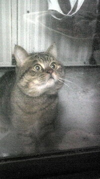 この猫 飼い猫か野良猫かわかる方いますか 家のベランダに夜になると来てニャー Yahoo 知恵袋