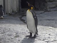 昔のアニメなのですが ペンギンが主役で 動物たちが 電車に乗って 動物園ま Yahoo 知恵袋