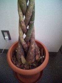 会社のパキラが死にそうです 葉が全部枯れてしまいました 設立と同時に頂い Yahoo 知恵袋