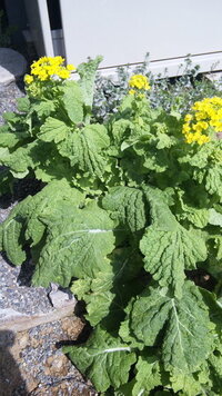 菜の花ですか 食べられますか 最近 手入れをしていない花壇から葉っぱが Yahoo 知恵袋