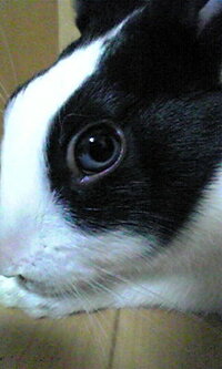 ウサギの目の色について質問です 現在 生後4ヶ月のミニウサギを飼っ Yahoo 知恵袋