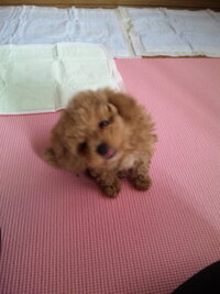 Petshopから生後1ヶ月半の子犬を飼いました ワクチン全部終わるま Yahoo 知恵袋