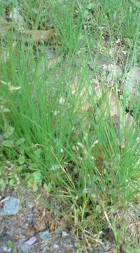 この植物は何ですか 花はなくて細長い葉 だけで３０ｃｍ位あります Yahoo 知恵袋