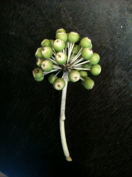 ヤツデの挿し木方法について。 - 知人の家に立派な地植えのヤツデが