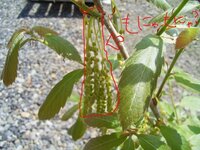 どんぐりの芽が出て3年目になります 今年の新芽の間に もにゃもにゃ Yahoo 知恵袋