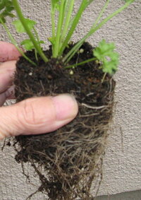 今フレンチラベンダーの ポット苗を庭に植えようとおもったら 根っこがカチカ Yahoo 知恵袋