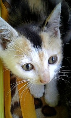 三毛猫の雑種ってなんですか？三毛猫は三毛猫なのでは・・・？純粋な三