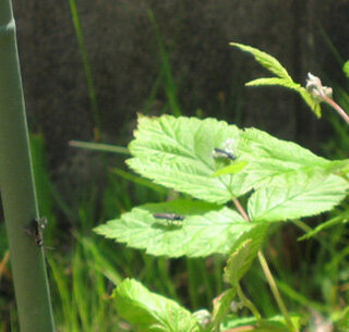 ラズベリー周辺に居るこの虫は害虫でしょうか 先週から庭でラズ Yahoo 知恵袋