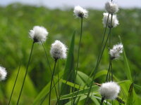 この時期にピンクの綿帽子みたいな花を咲かせる樹木の名前を知っている方 Yahoo 知恵袋