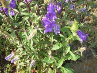 70以上紫釣鐘花 乾いた壁