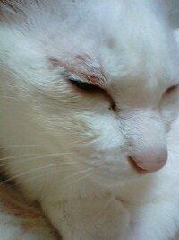 猫がまぶた 目の上 を掻いたり手で毛づくろいしすぎて傷ができました 12 Yahoo 知恵袋