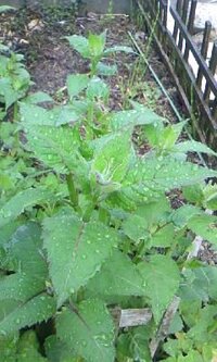 ユリ科のベルガモは ベルガモット と呼ばれることはあるのでしょうか Yahoo 知恵袋