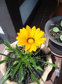 先日 ホームセンターで花苗を買いました売れ残りだったのか値札には その他ハナ Yahoo 知恵袋