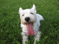 犬のワクチンアレルギーはどのくらいの確率で起きますか アナフ Yahoo 知恵袋