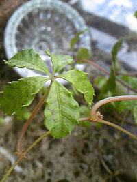 観葉植物 シュガーバインの葉っぱに黒っぽい模様が入った物がいくつかあるので Yahoo 知恵袋