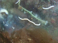 海水水槽に白い線虫 が大量発生 海水水槽になぞの白い線状の虫が大量発生し Yahoo 知恵袋