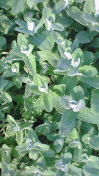 友人に 憎い奴の家の庭にミントの種ばら撒いてみ っていわれた Yahoo 知恵袋