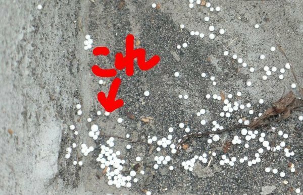 1000以上 白い 丸い 卵 虫 白い 丸い 卵 虫