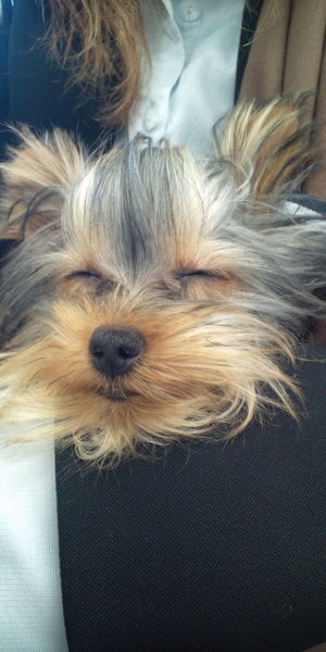 ヨーキーのカットなんですけど まだ切ったｺﾄがありません チワワゎ Yahoo 知恵袋