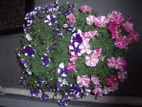 ペチュニアの切り戻しと植え替えは同時にできますか 越冬に成功し 巨大化 Yahoo 知恵袋