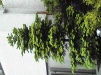 この木の名前を教えて下さい モミの木みたいな 今新芽が出ていて うちの庭に植 Yahoo 知恵袋