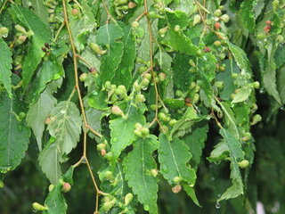 ケヤキの木ですが葉っぱに小さな膨れた物が出来ています 4年前に植え付けした時 Yahoo 知恵袋