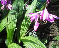 ピンクの花のこの植物の名前は何ですか 笹の葉のような形の葉があり 釣鐘 Yahoo 知恵袋