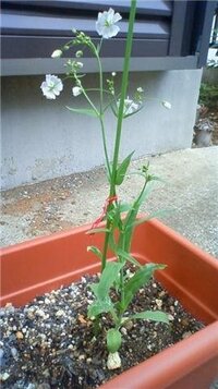 カスミソウに似た花を探しています 母が昔 育てていた花で 今は枯れ Yahoo 知恵袋