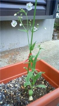 カスミソウに似た花を探しています 母が昔 育てていた花で 今は枯れ Yahoo 知恵袋