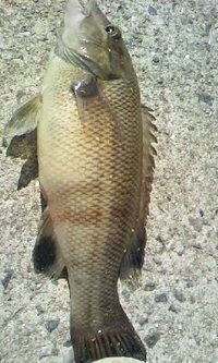 これなんて魚ですか 防波堤で投げ釣りで釣れました全長２２セン Yahoo 知恵袋