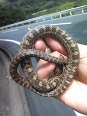 この蛇はなんという蛇ですか かなり幼い子供の蛇だと思います 個人的にはヤマカ Yahoo 知恵袋