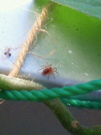 この赤いクモは 毒グモじゃないですよね 体長は２ ３ミリです 赤ちゃんです Yahoo 知恵袋