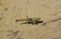 上高地の明神池に泳いでいるこの魚はイワナですか 模様と色から Yahoo 知恵袋