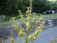 庭木のドラセナ（ニオイシュロラン）が花を咲かせ、その後に現れたこの実は種ですか？ 

種だった場合まだ摘むには早いですか？ 

種から育てて成功された方いらっしゃいますか？ 

当方静岡在住です
 