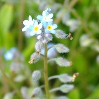 この花の名前は何ですか とても小さな水色の花です 近所の空き地に咲いて Yahoo 知恵袋