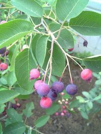 ジューンベリーの品種について幼稚園の卒園記念樹としてジューンベリ Yahoo 知恵袋