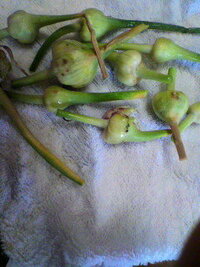 買い置きしていた ネギ から花 蕾 のようなものが咲きはじめたのですが ま Yahoo 知恵袋