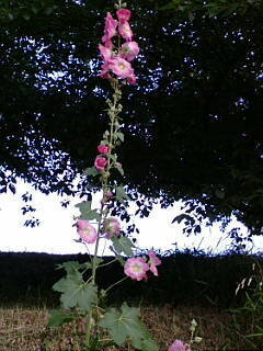 この背の高いピンクの花はなんでしょう 池周りを歩いていたら Yahoo 知恵袋