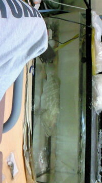 海水魚の飼育 魚の成長は水槽の大きさに比例しますか 自宅で1 水槽 Yahoo 知恵袋