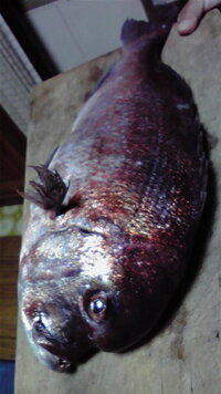 この魚をご存知の方 情報を下さい 大分県の防波堤から釣り上げました 真鯛のよ Yahoo 知恵袋