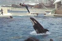 この写真のしゃちは 七つの海のティコ というアニメのティコみたいで 女性はナ Yahoo 知恵袋