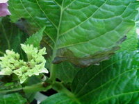 アジサイの病気 鉢植えのアジサイの葉っぱが黒いです 初めは白 Yahoo 知恵袋