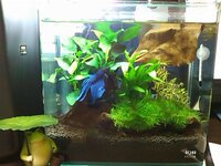 ベタのメスとエビ ヤマトヌマエビなど は混泳させても大丈夫なのでし Yahoo 知恵袋