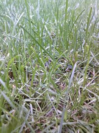 芝生 雑草 見分け方２度目になります 庭の芝生に成長の差があります １週間で Yahoo 知恵袋