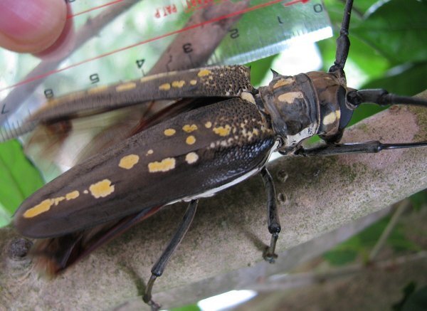 ７ｃｍを超える大き過ぎるカミキリムシ ツツジにあまりに大きなカミキリム Yahoo 知恵袋